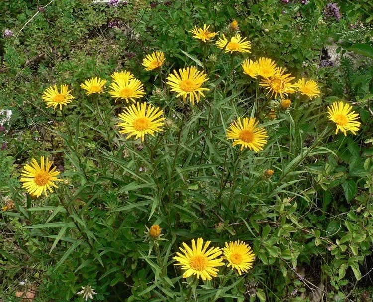 Девясил мечелистный