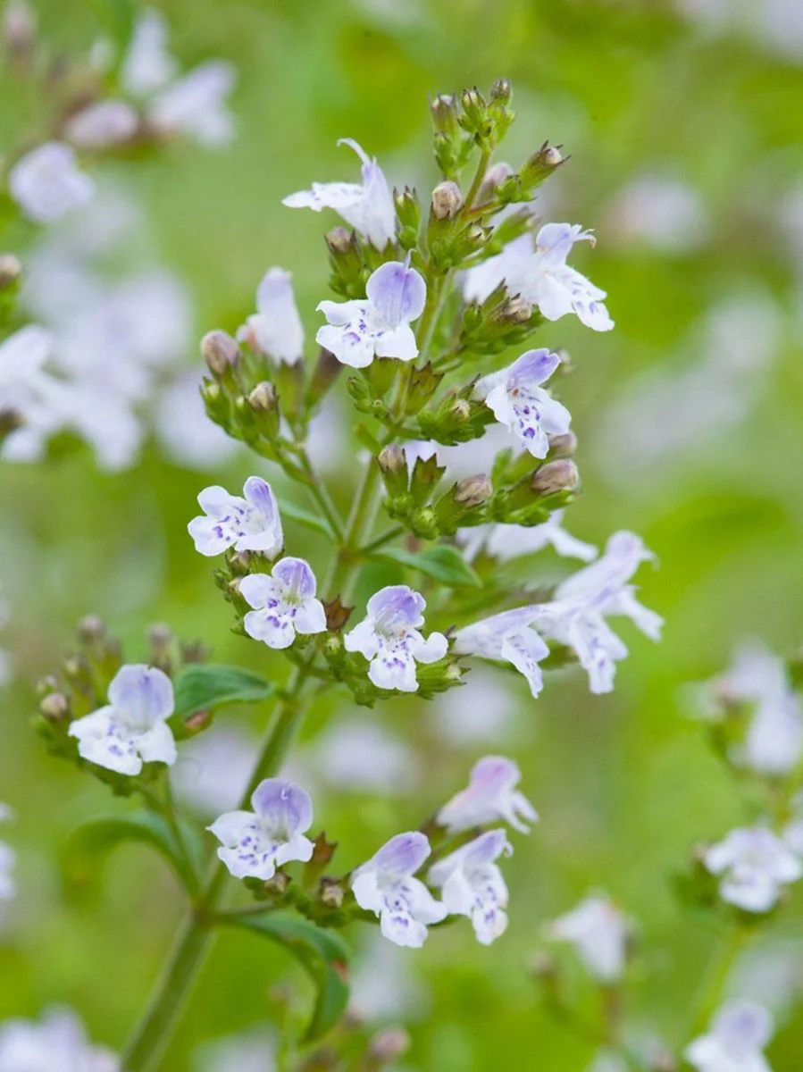 Душевик котовниковый "Вайт Клоуд" - 2 изображение