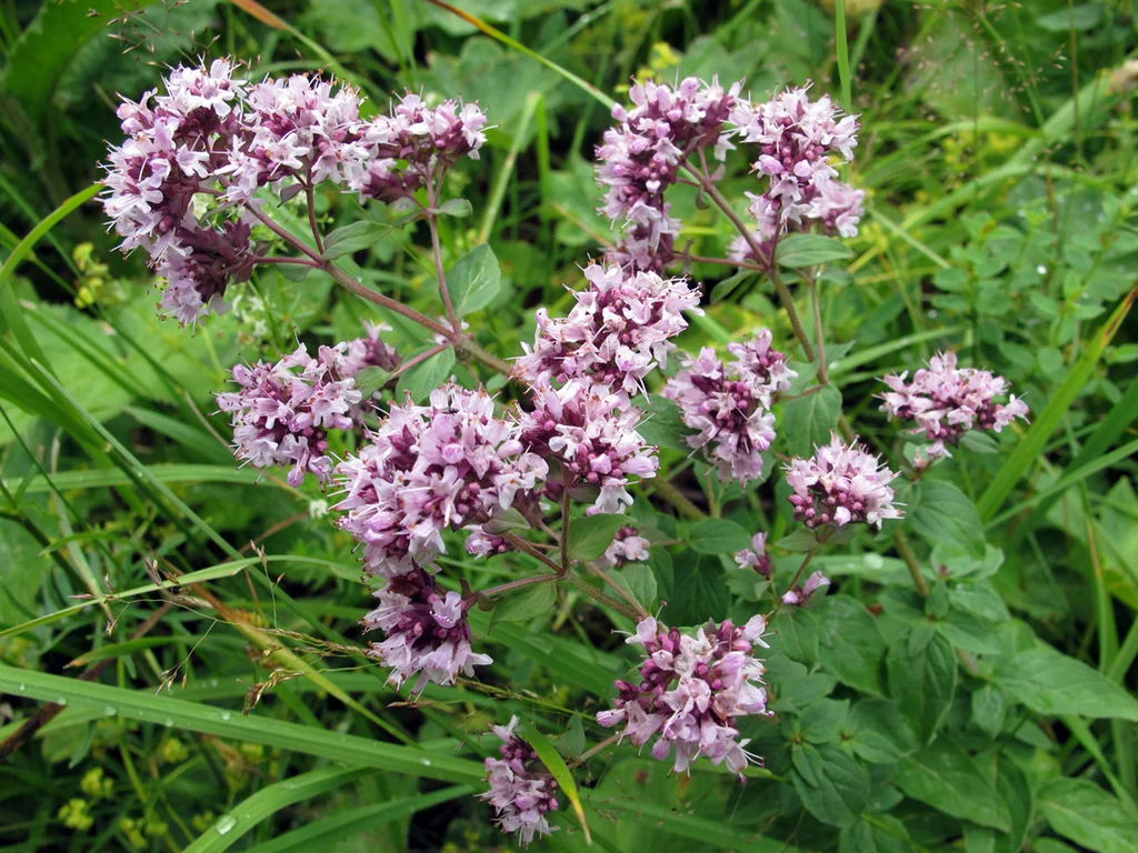 Душица обыкновенная - 2 изображение