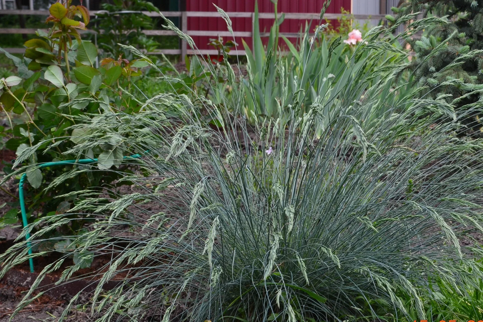 Овсяница сизая "Фредди"