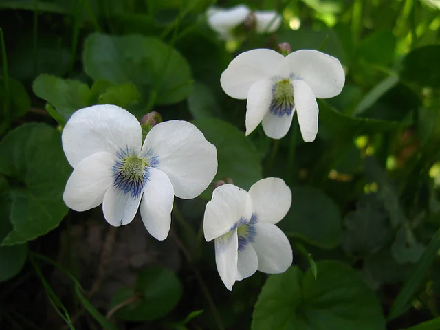 Фиалка сестринская "Альба" - 3 изображение