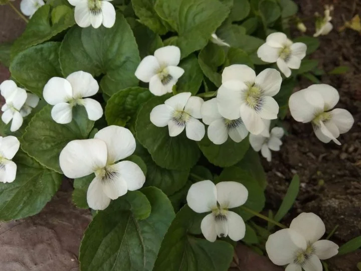 Фиалка сестринская "Альба" - 2 изображение