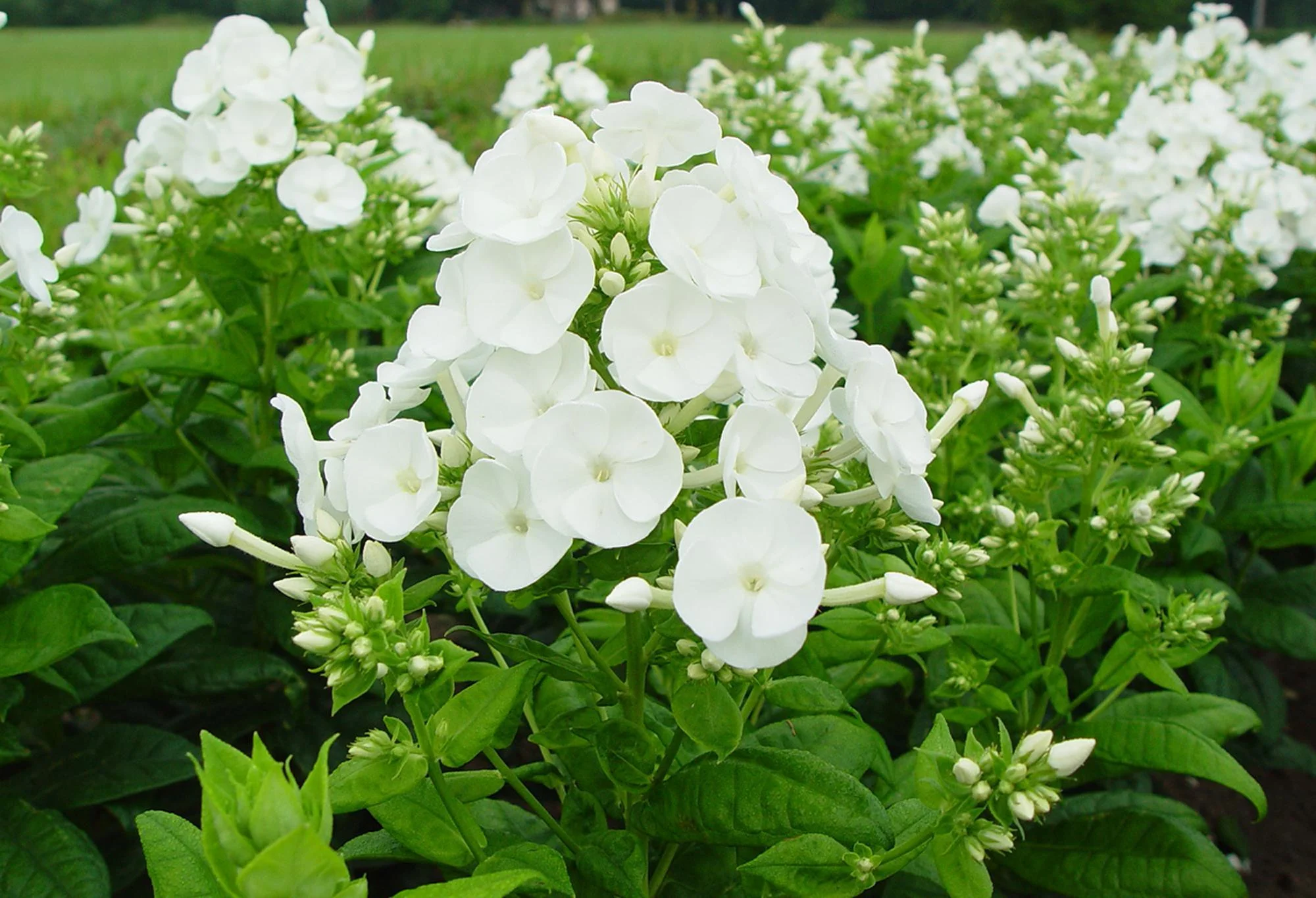 Флокс метельчатый "Даниэль" - 3 изображение