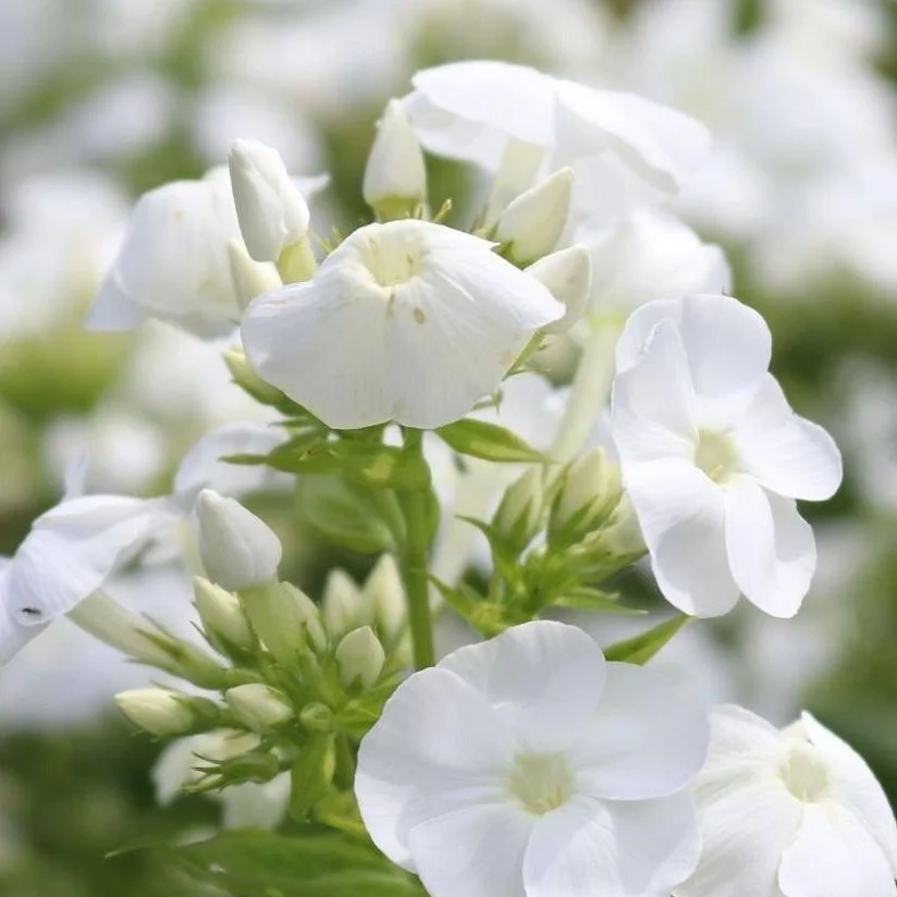 Флокс метельчатый "Даниэль" - 2 изображение