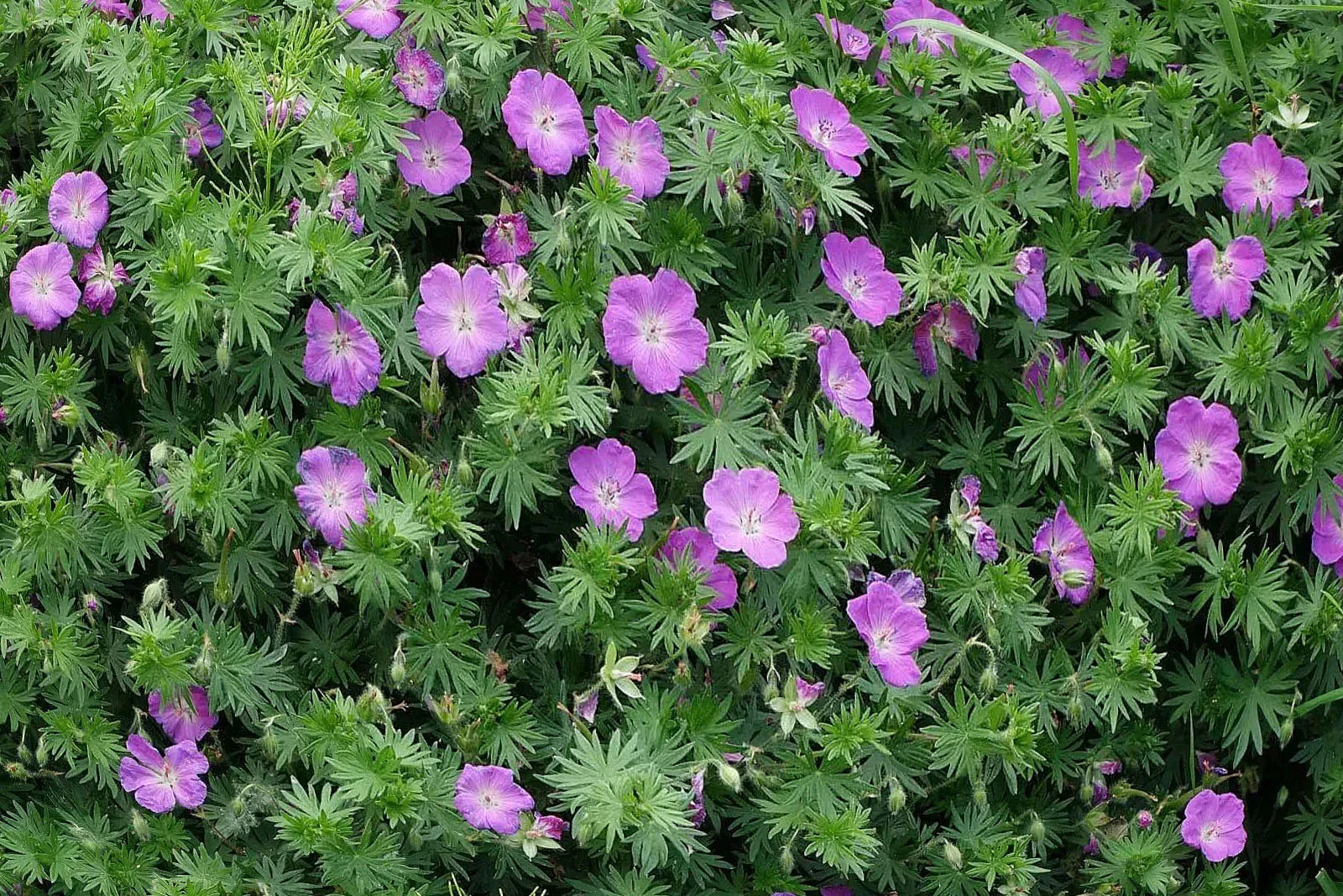 Герань кроваво-красная "Макс Фрай" - 2 изображение