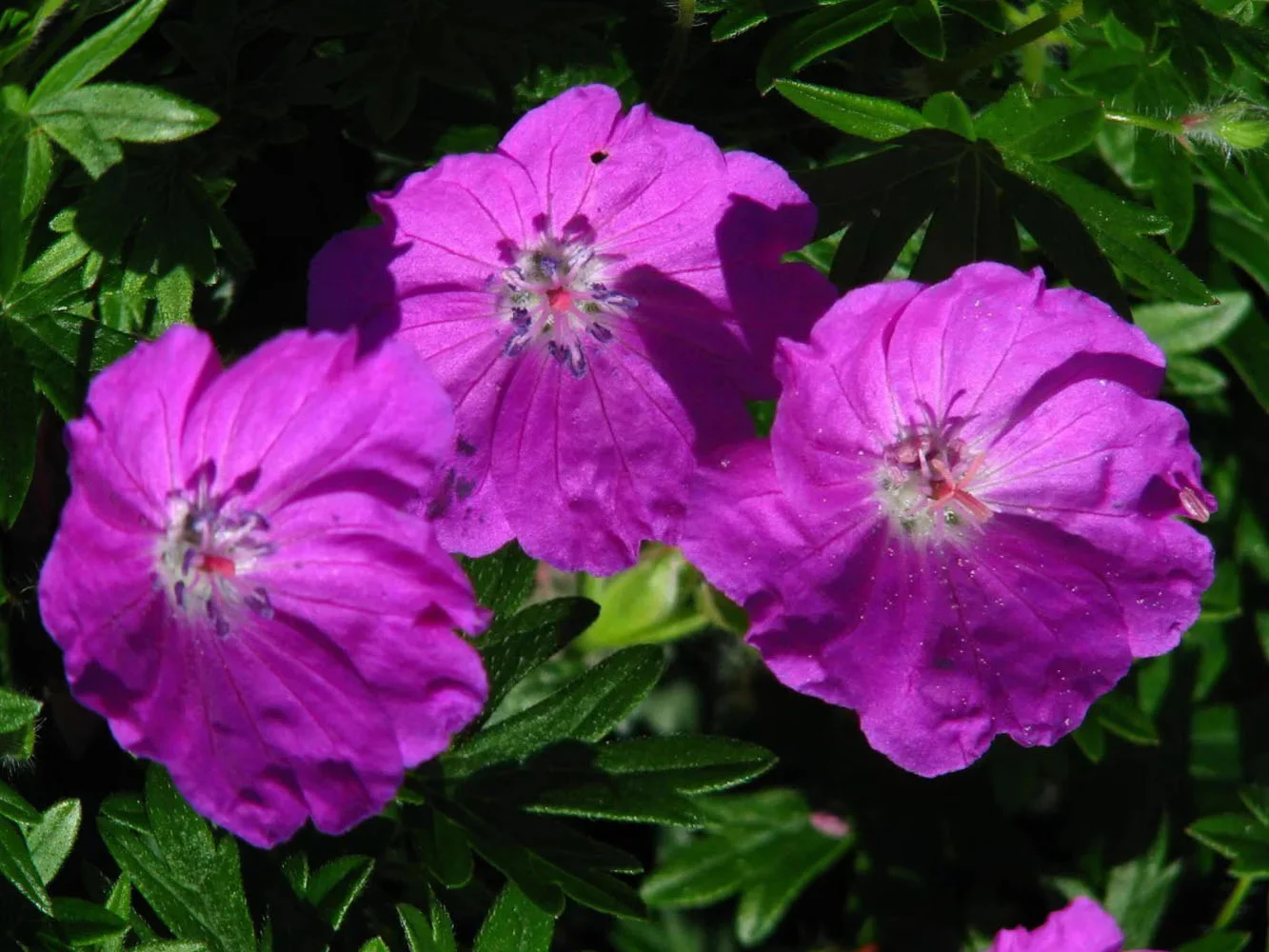 Герань кроваво-красная "Макс Фрай"