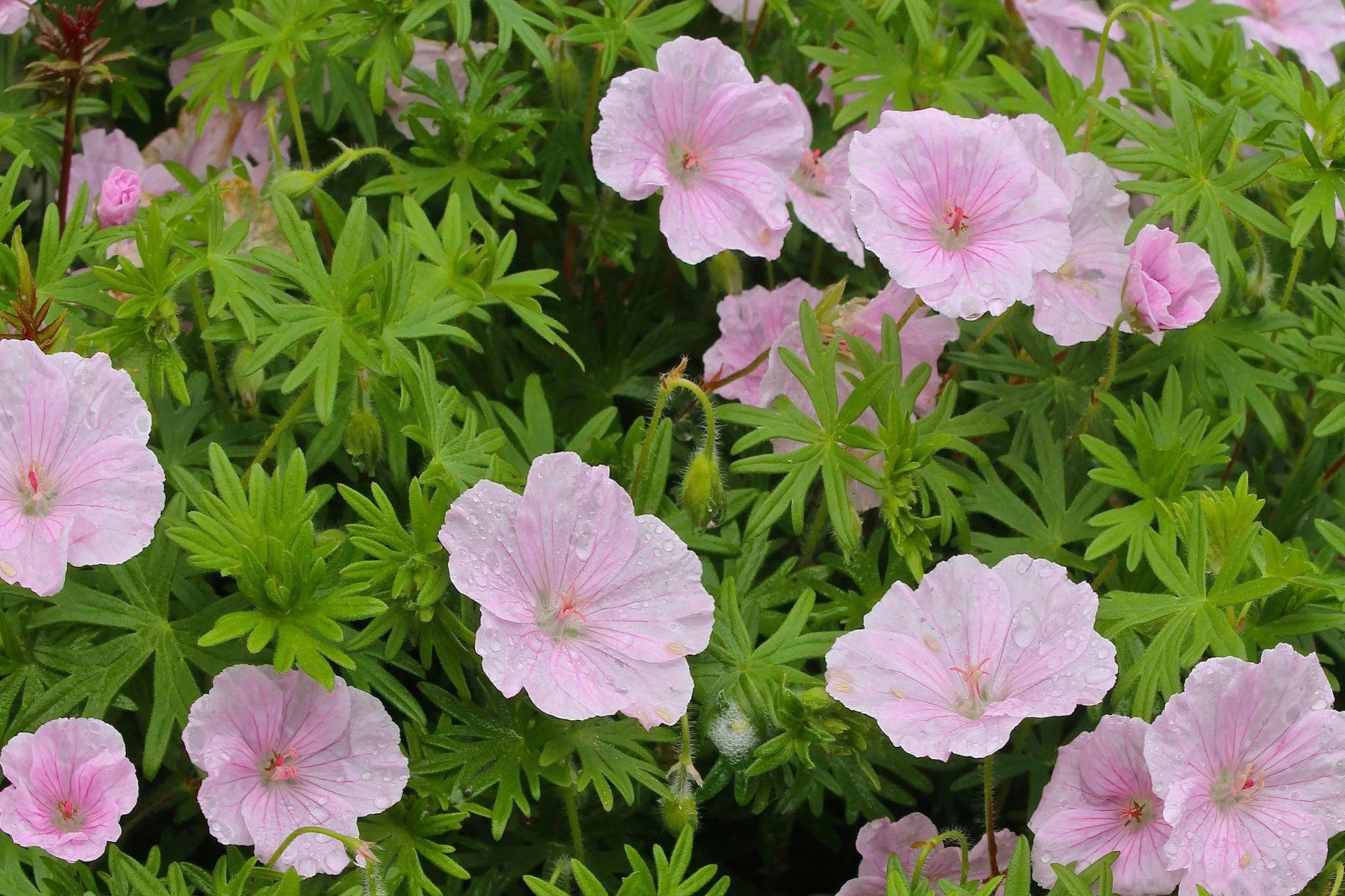 Герань кроваво-красная "Стратум" - 2 изображение