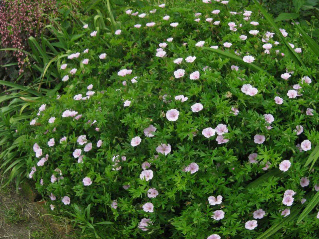 Герань кроваво-красная "Стратум"