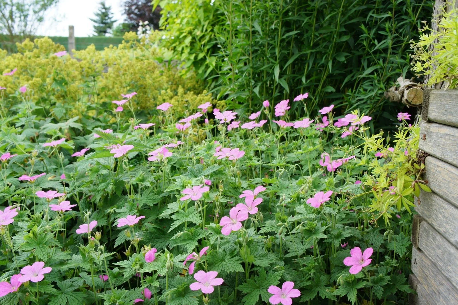 Герань оксонская "Роуз Клэр" - 3 изображение