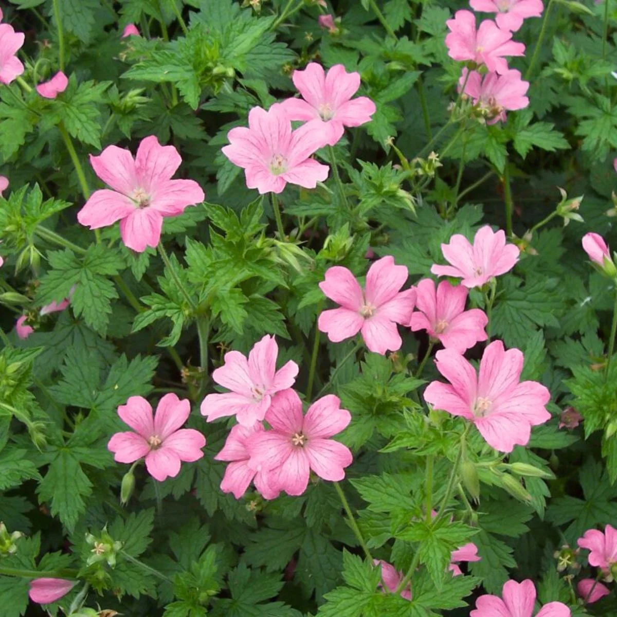 Герань оксонская "Роуз Клэр"