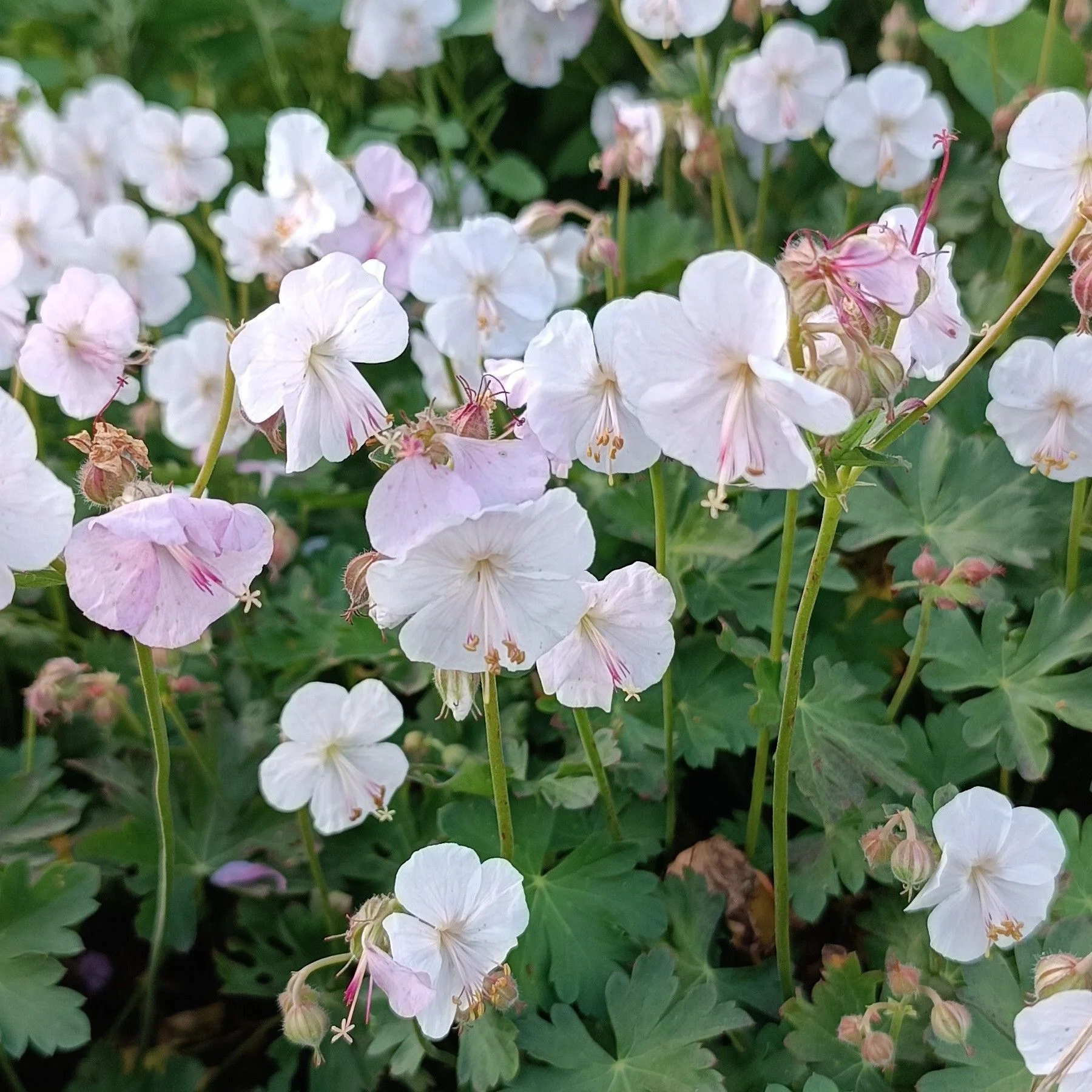 Герань кантабрийская "Сайнт Оле" - 2 изображение
