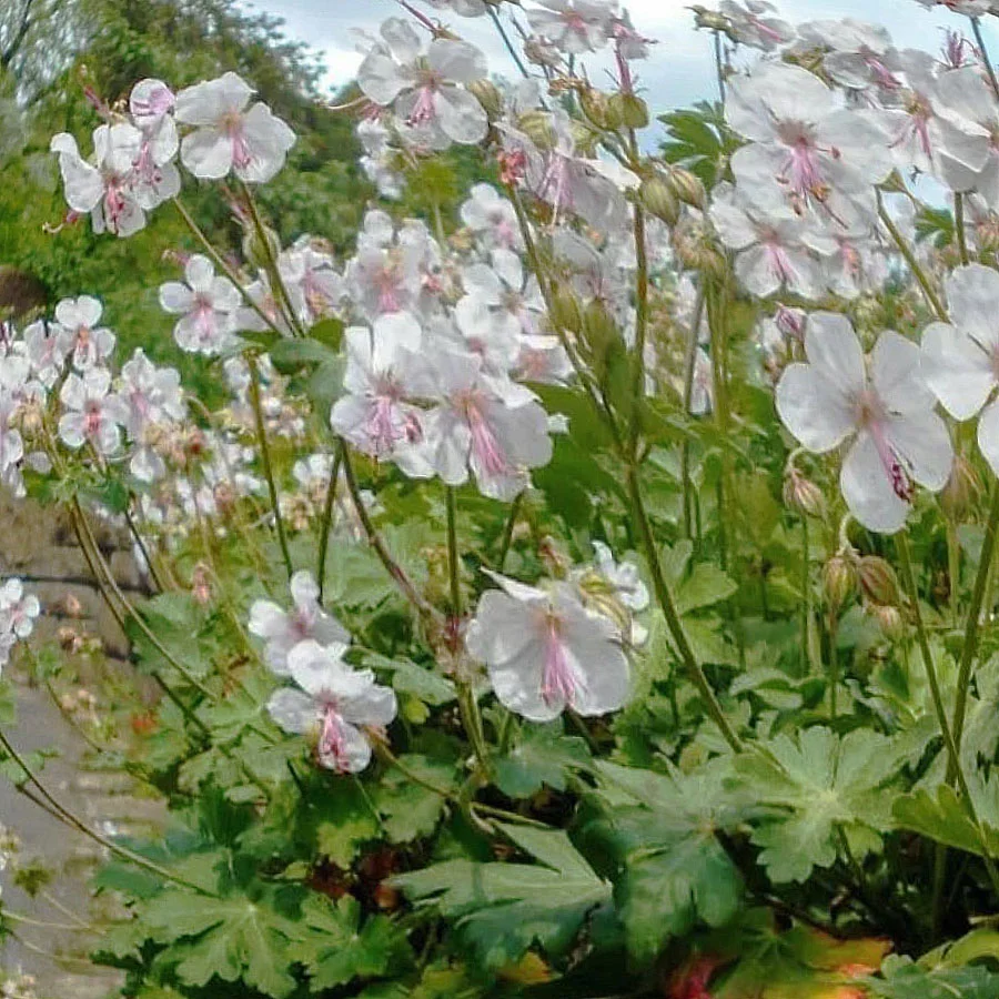 Герань кантабрийская "Сайнт Оле"