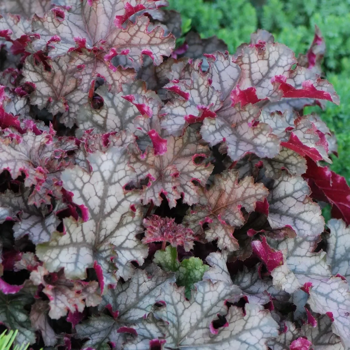 Гейхера гибридная "Кан Кан" - 3 изображение