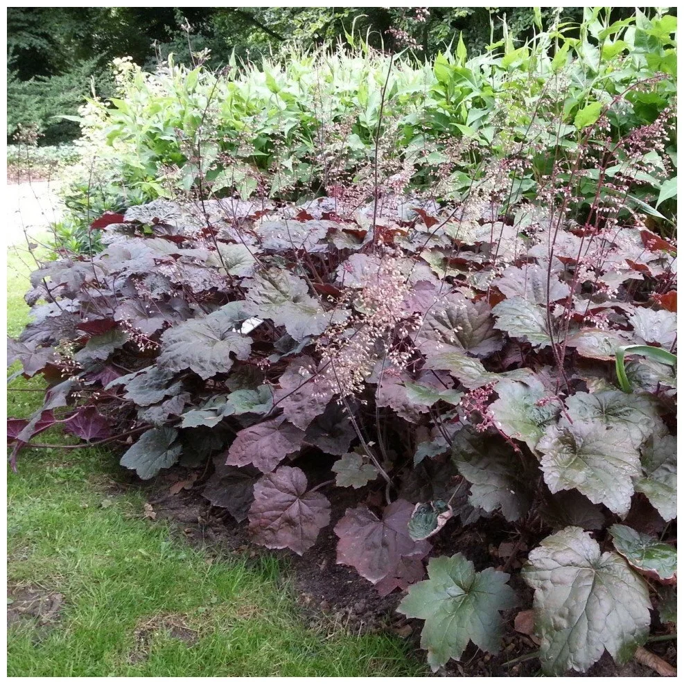 Гейхера мелкоцветковая "Палас Перпл"