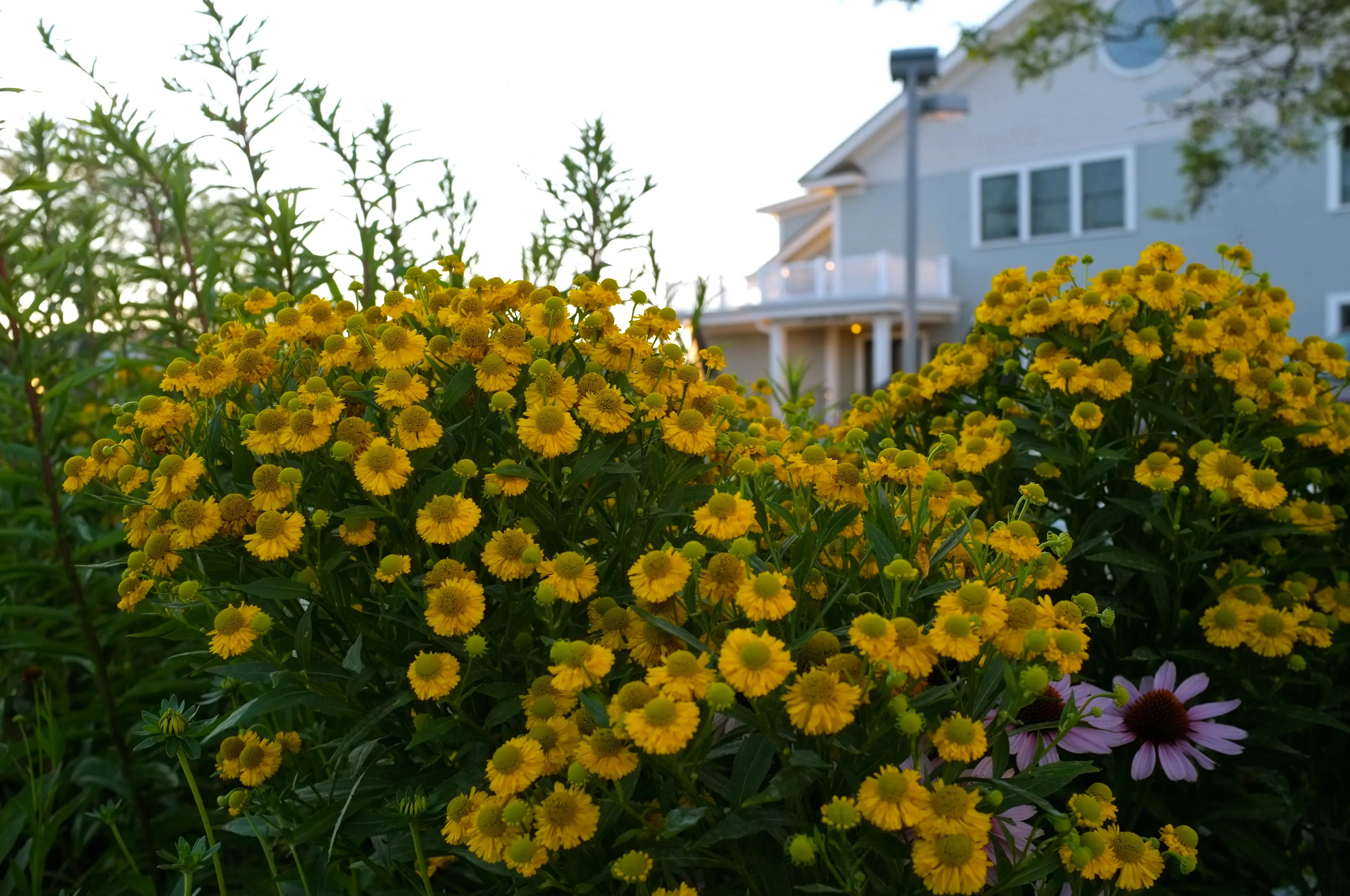 Гелениум осенний "Канария" - 2 изображение