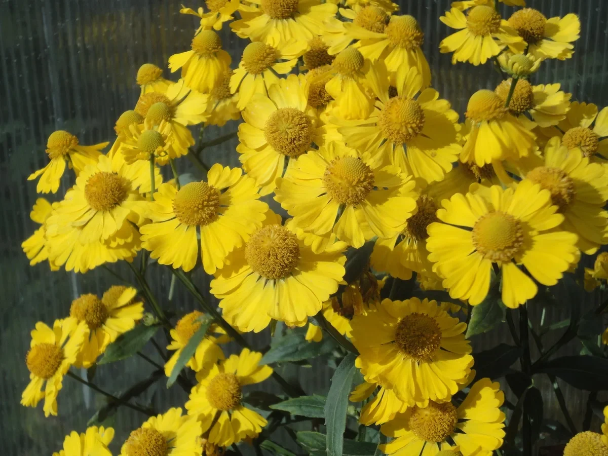 Гелениум осенний "Канария"