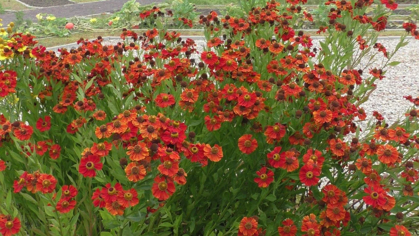 Гелениум осенний "Моерхайм Бьюти" - 2 изображение