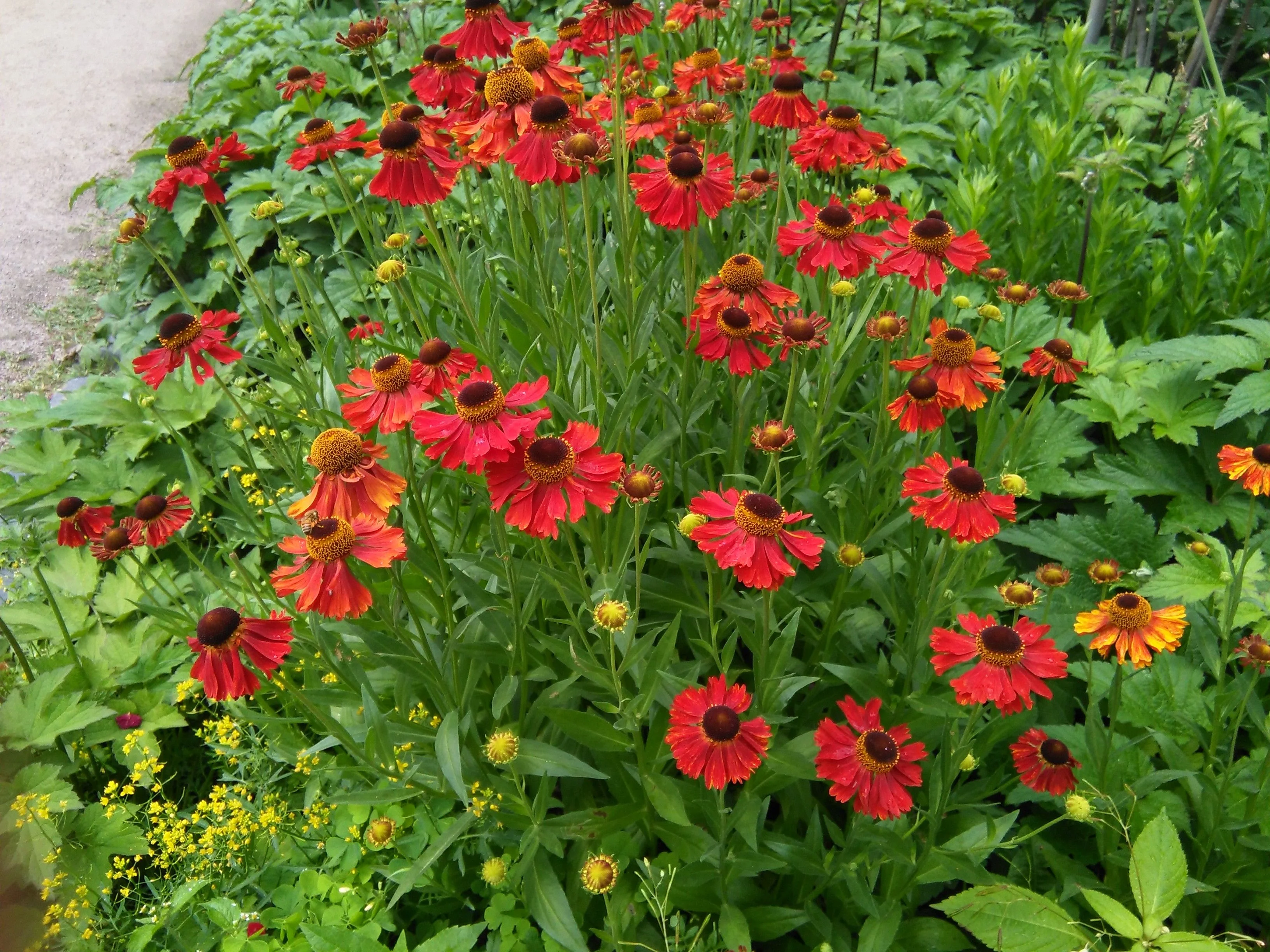 Гелениум осенний "Моерхайм Бьюти"