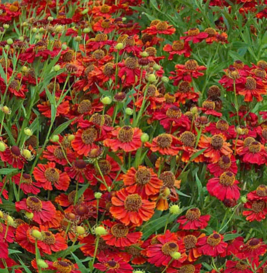 Гелениум осенний "Поттерс Вил" - 2 изображение