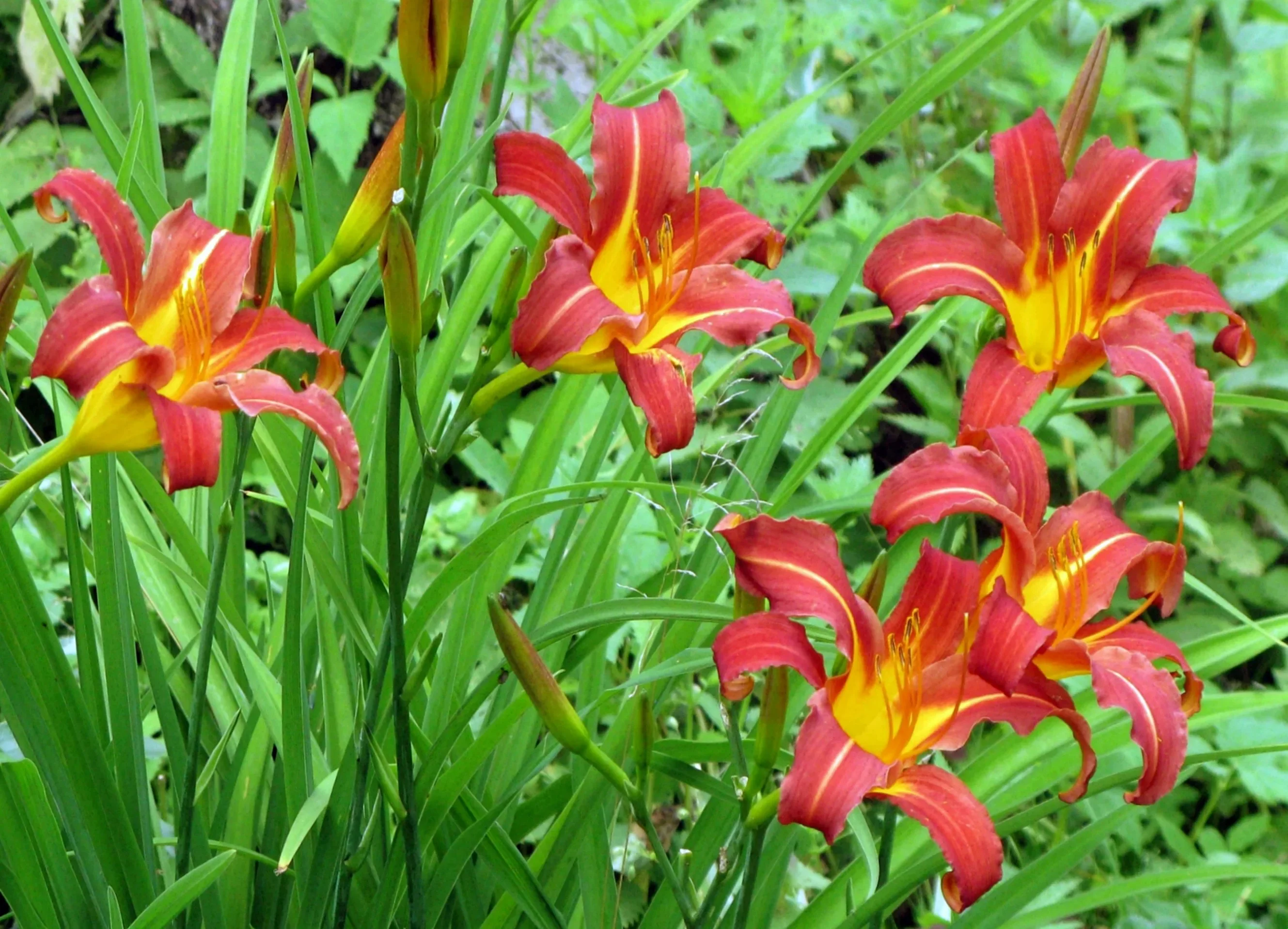 Лилейник гибридный "Отум Ред"