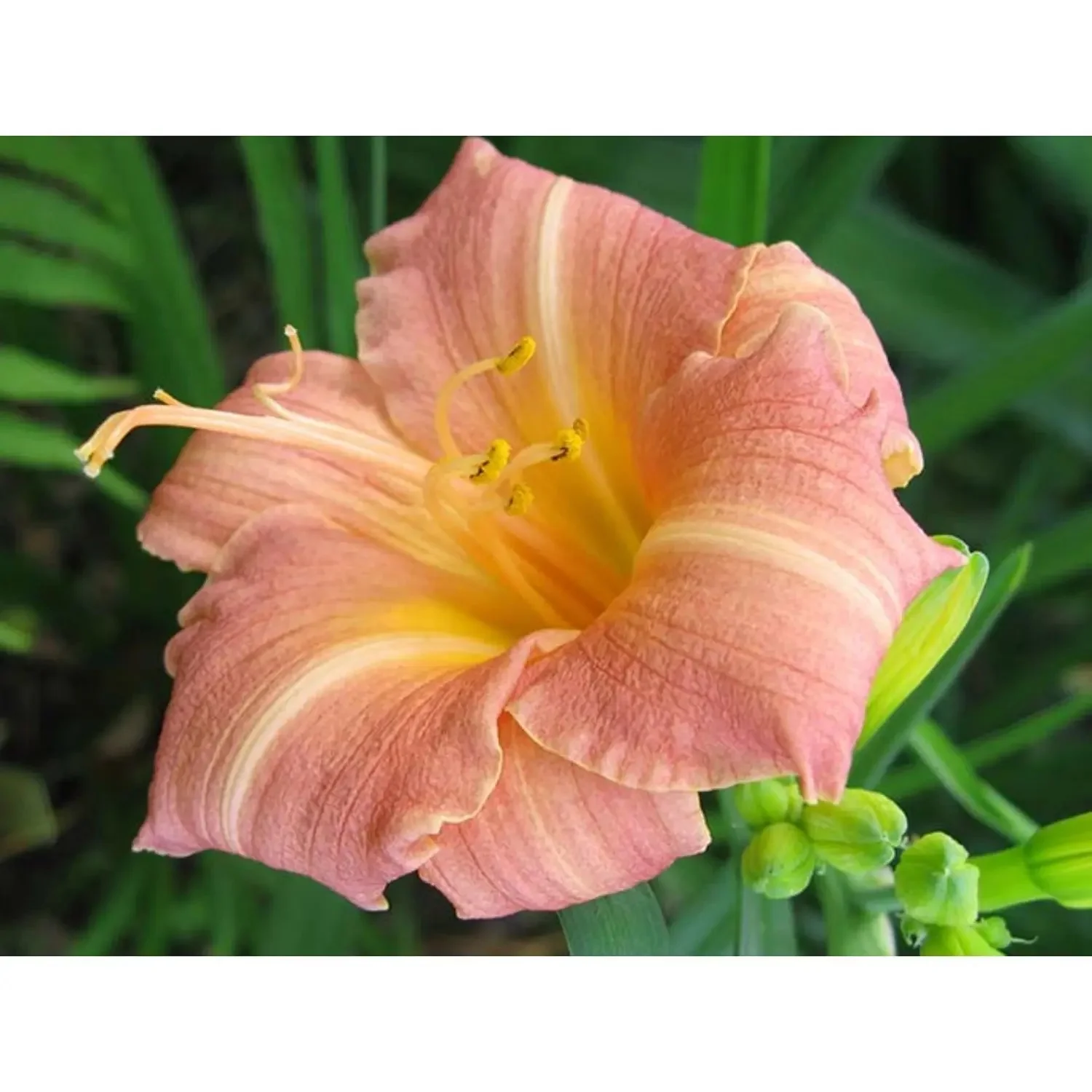 Лилейник гибридный "Чилдрен Фестивал" - 3 изображение