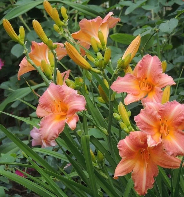 Лилейник гибридный "Чилдрен Фестивал" - 2 изображение