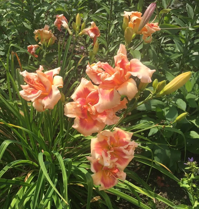 Лилейник гибридный "Фоти Секонд Стрит" - 2 изображение