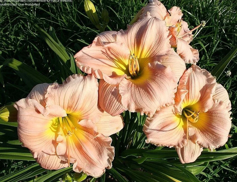 Лилейник гибридный "Барбара Митчелл" - 3 изображение