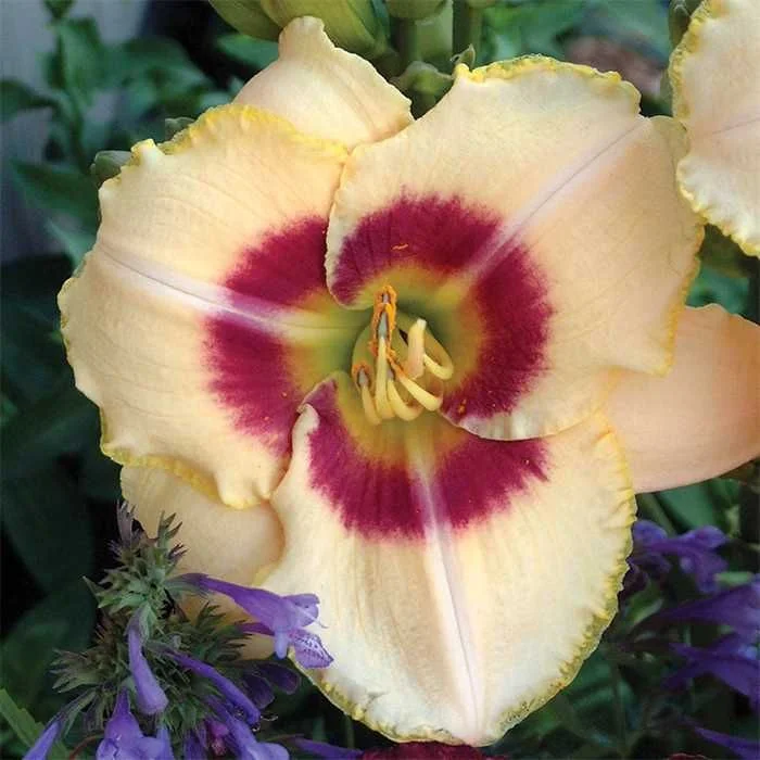 Лилейник гибридный "Рейнбоу Кенди" - 2 изображение