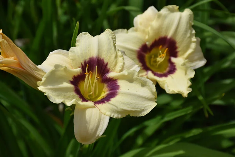 Лилейник гибридный "Рейнбоу Кенди"