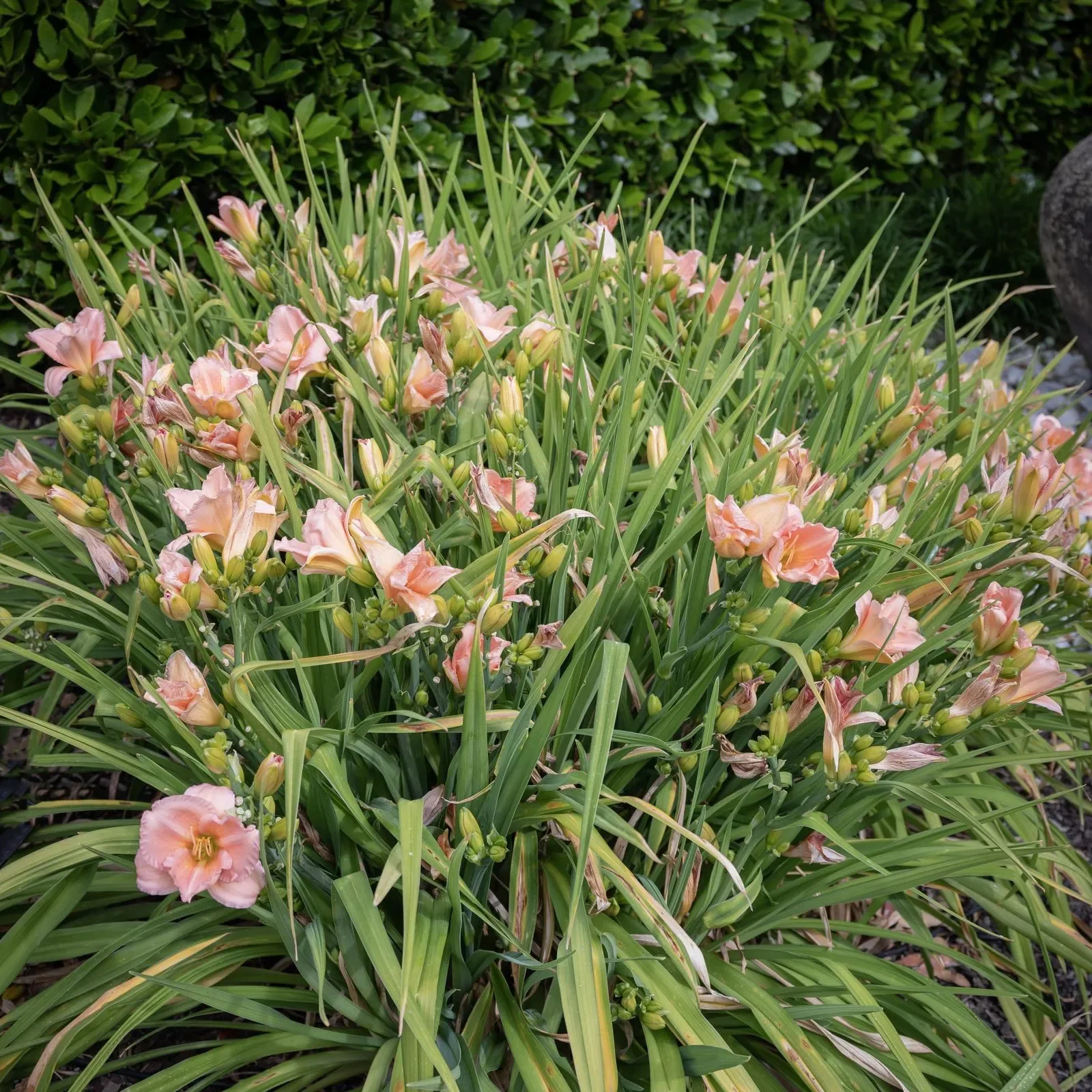 Лилейник гибридный "Он энд Он" - 2 изображение