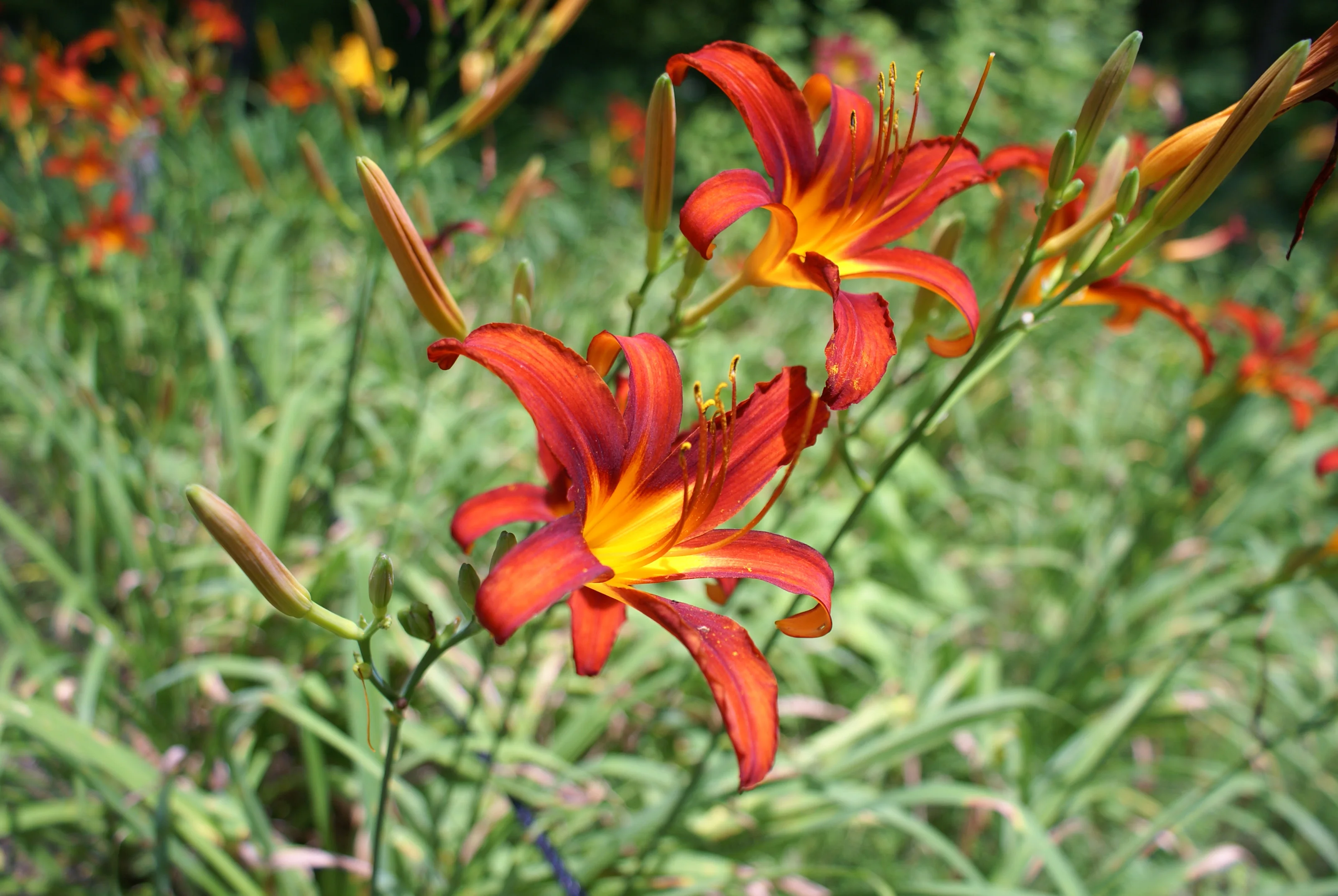 Лилейник гибридный "Сэмми Рассел"