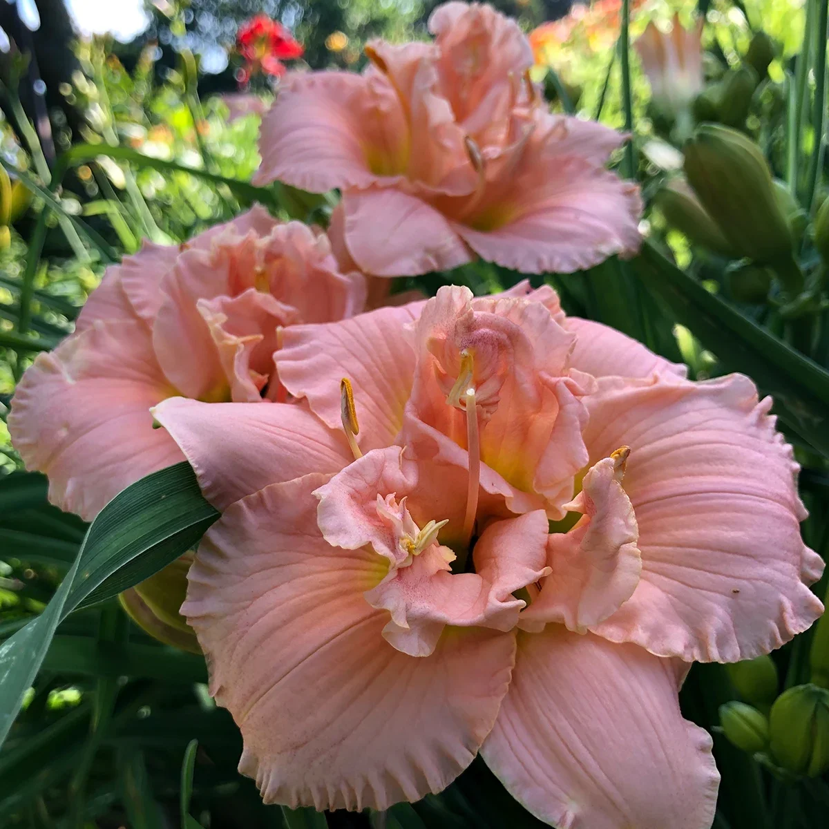 Лилейник гибридный "Силоам Дабл Классик" - 3 изображение