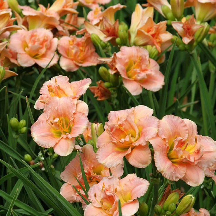 Лилейник гибридный "Силоам Дабл Классик" - 2 изображение