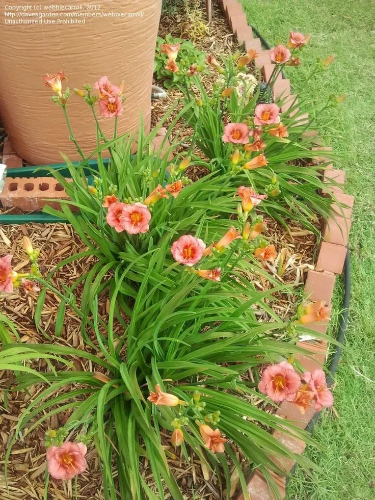 Лилейник гибридный "Софт Сикрет"