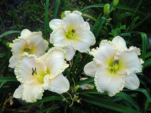 Лилейник гибридный "Спейскоуст Сноу Энжел"