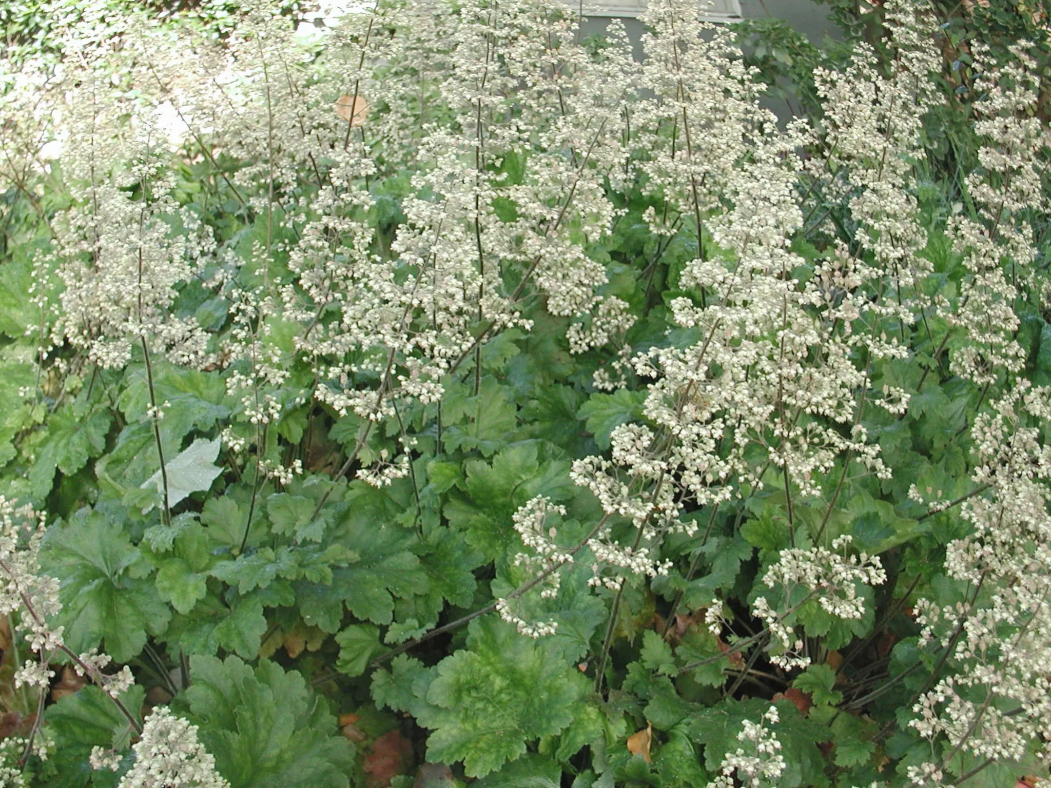 Гейхера цилиндрическая "Грин Финч" - 2 изображение