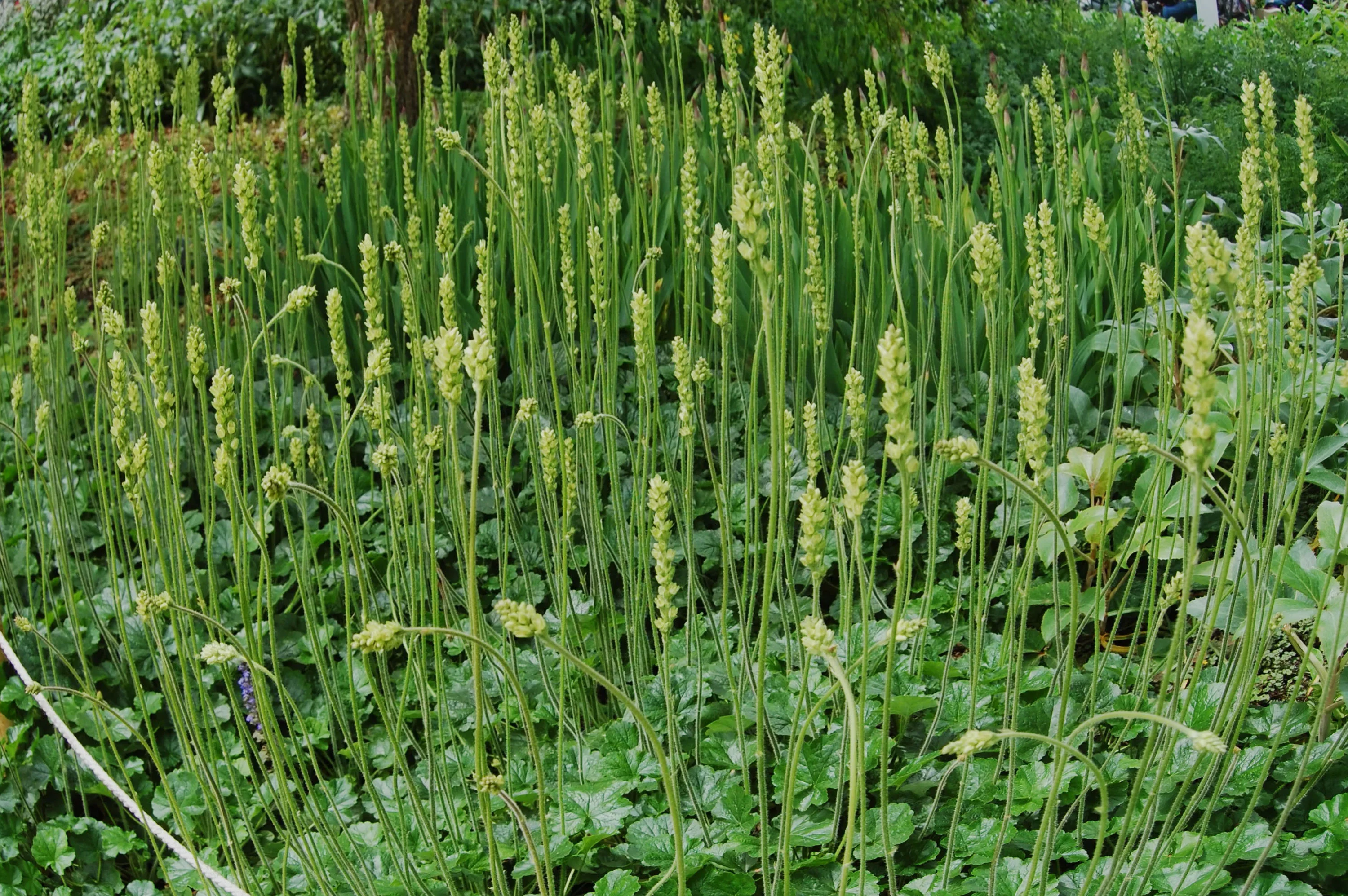 Гейхера цилиндрическая "Грин Финч"