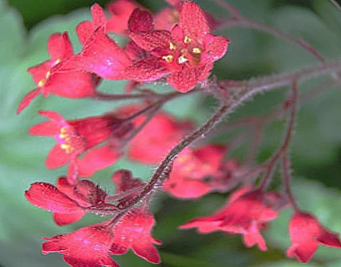 Гейхера кроваво-красная "Ред Спанглз" - 2 изображение