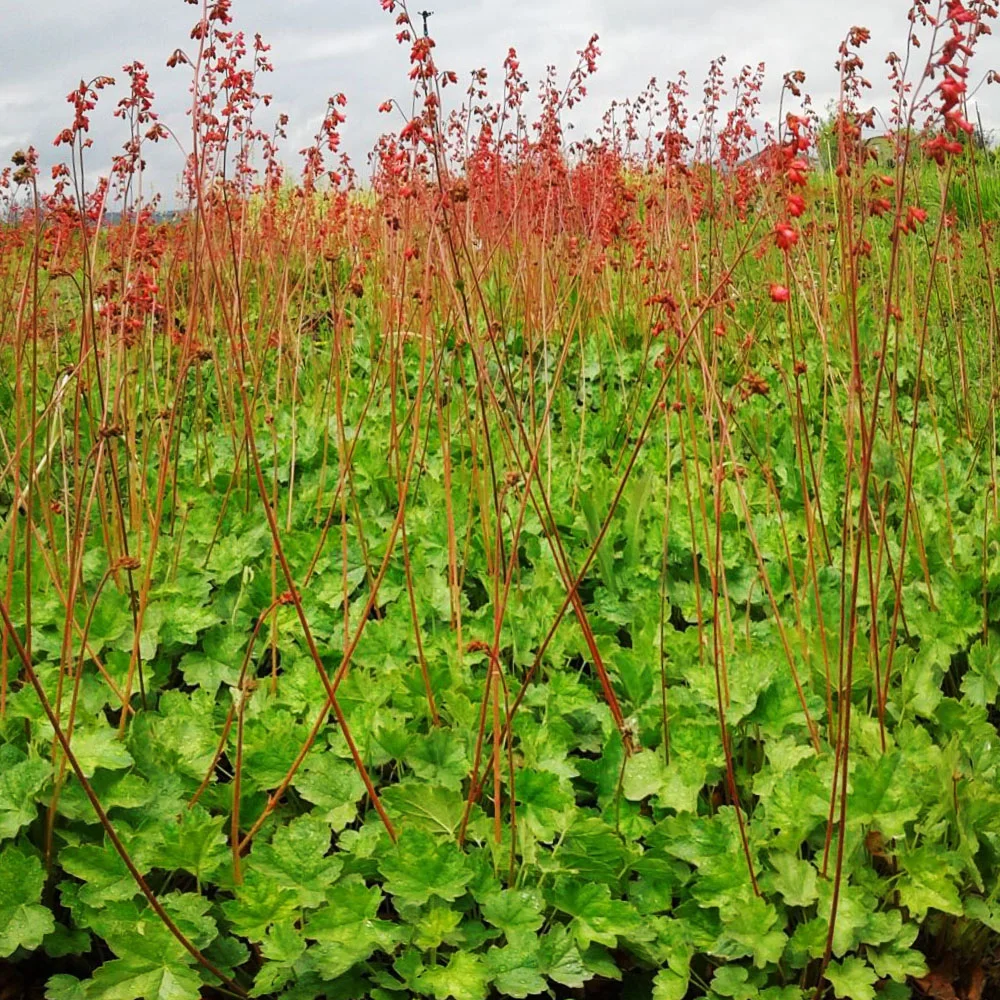 Гейхера кроваво-красная "Ред Спанглз"