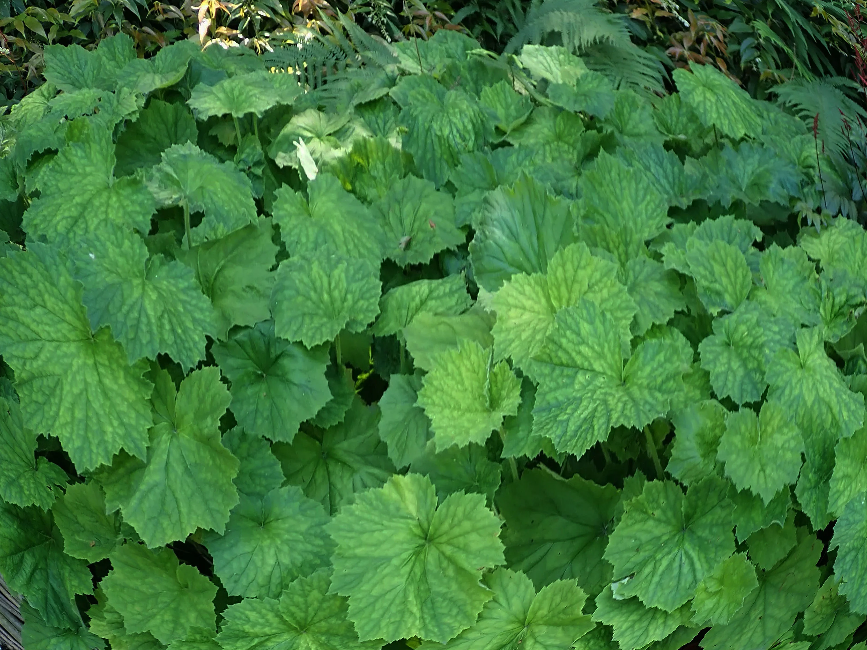 Гейхера мохнатая - 2 изображение