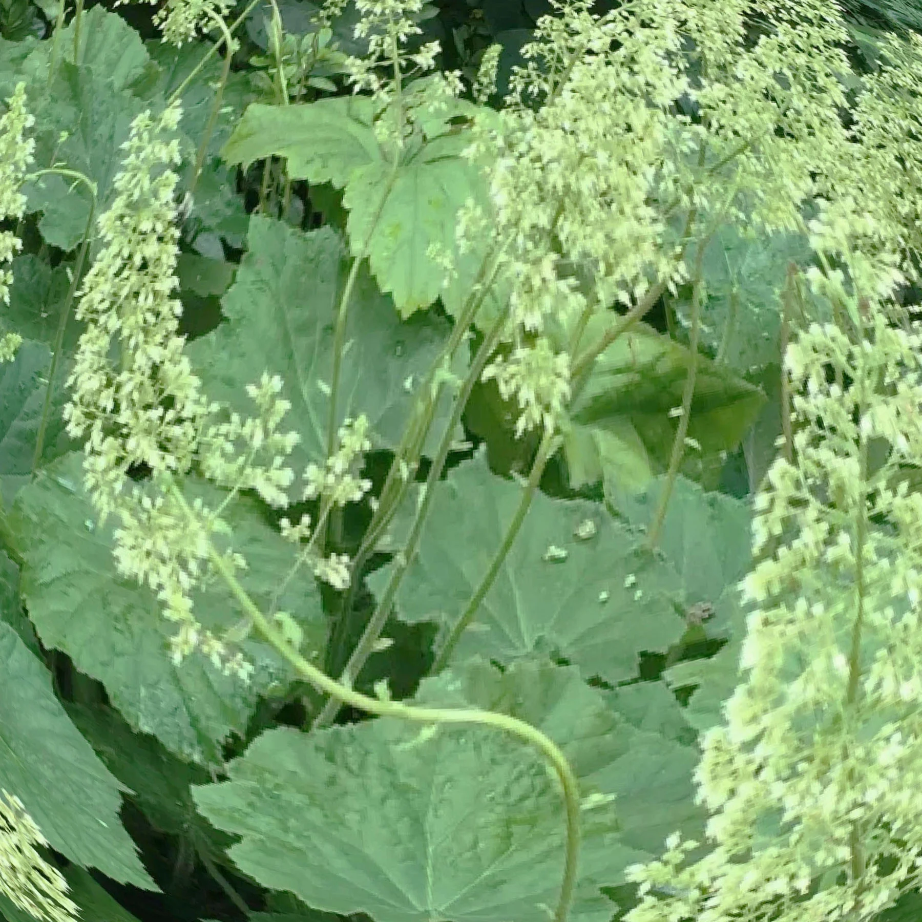 Гейхера мохнатая