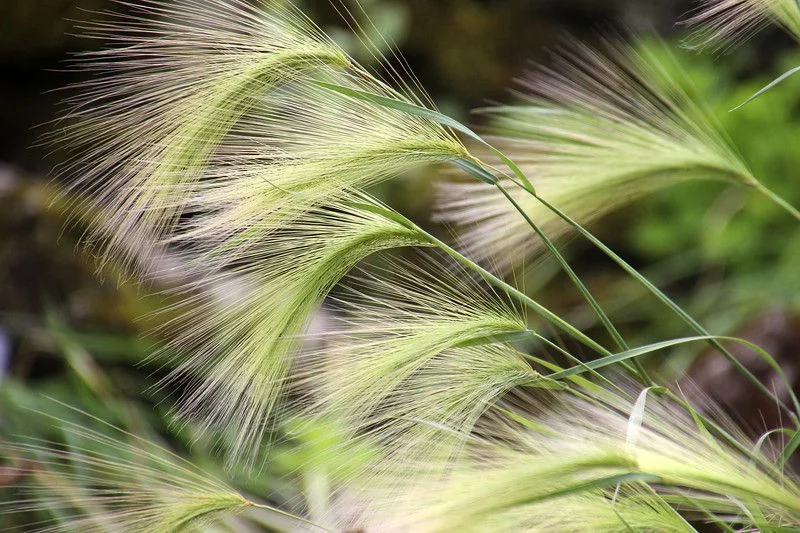 Ячмень гривастый - 2 изображение