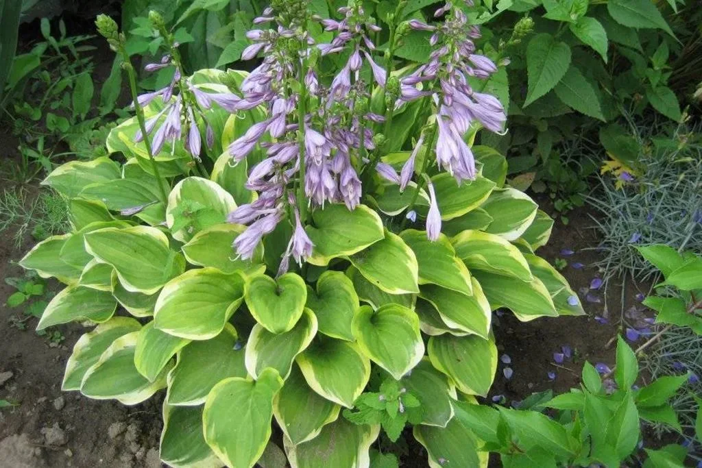 Хоста головчатая "Голден Тиара" - 3 изображение