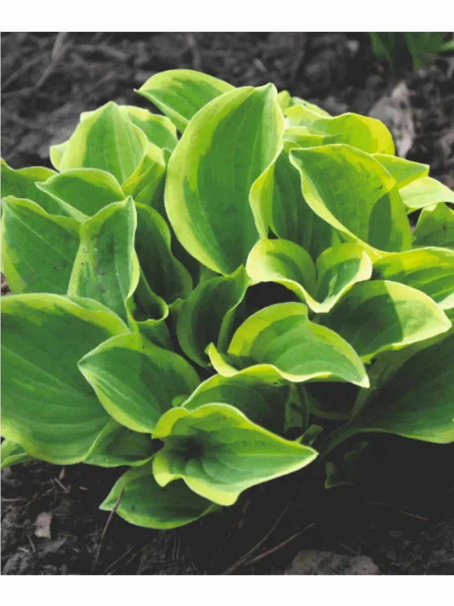 Хоста головчатая "Голден Тиара" - 2 изображение