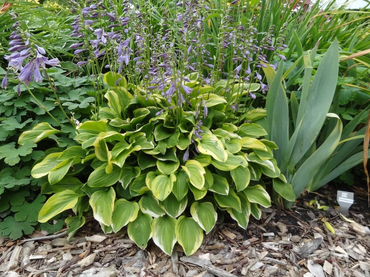 Хоста головчатая "Голден Тиара"