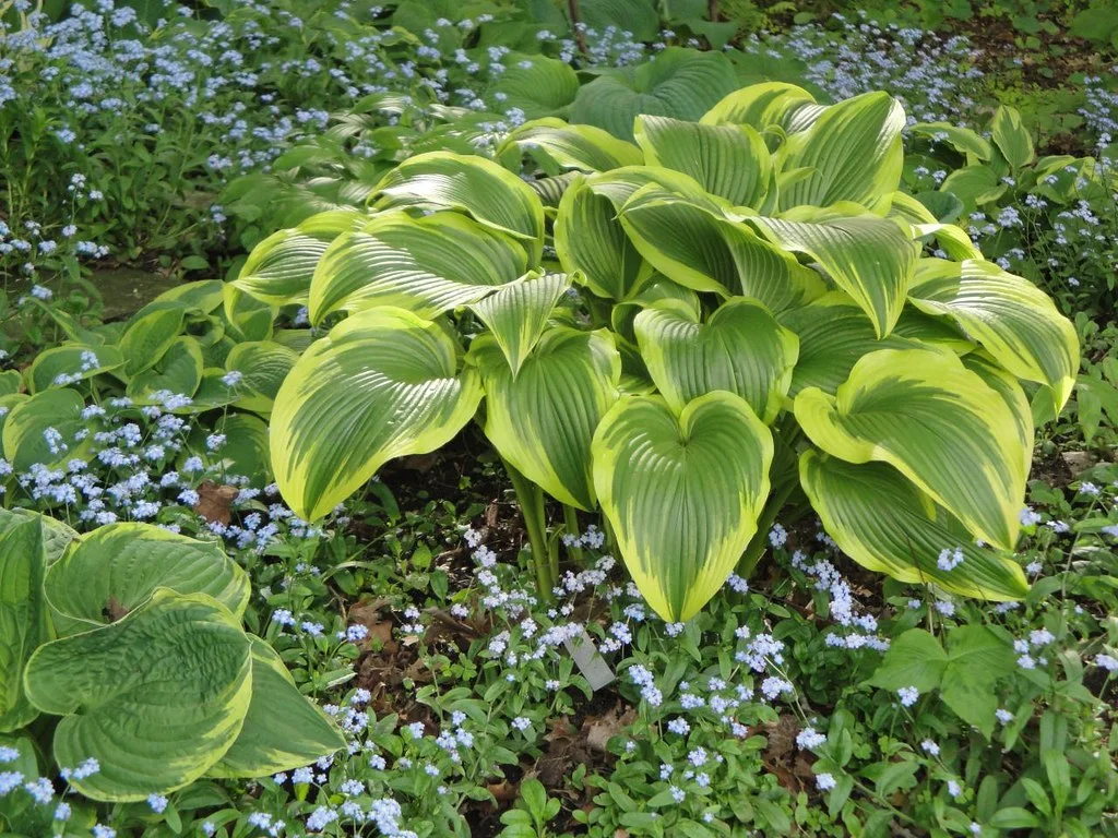 Хоста Форчуна "Ауреа Маргината" - 4 изображение