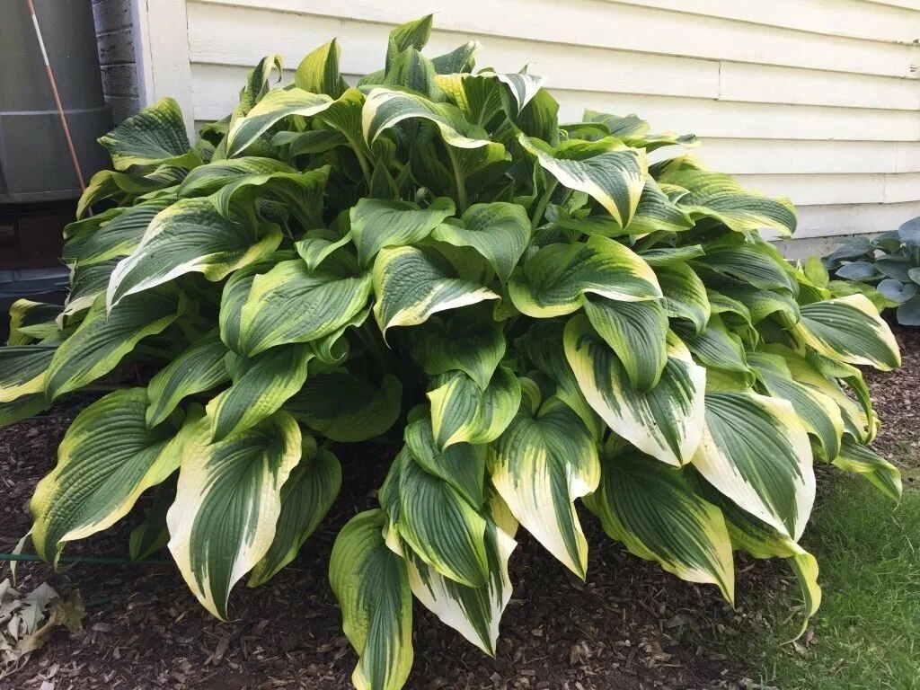 Хоста Форчуна "Ауреа Маргината" - 3 изображение