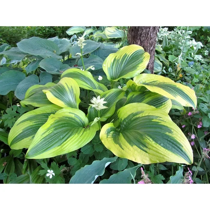 Хоста Форчуна "Ауреа Маргината" - 2 изображение