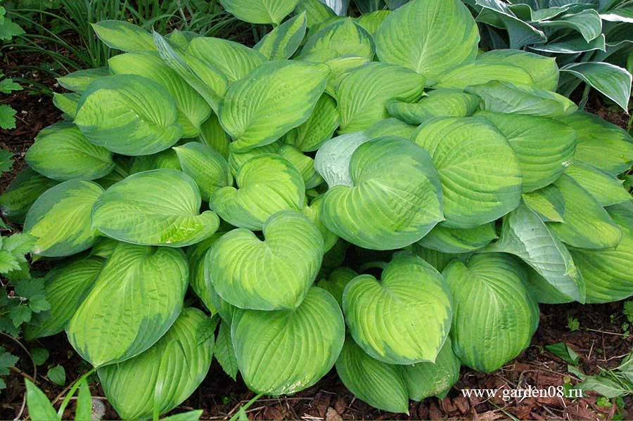 Хоста Форчуна "Голд Стандарт" - 3 изображение